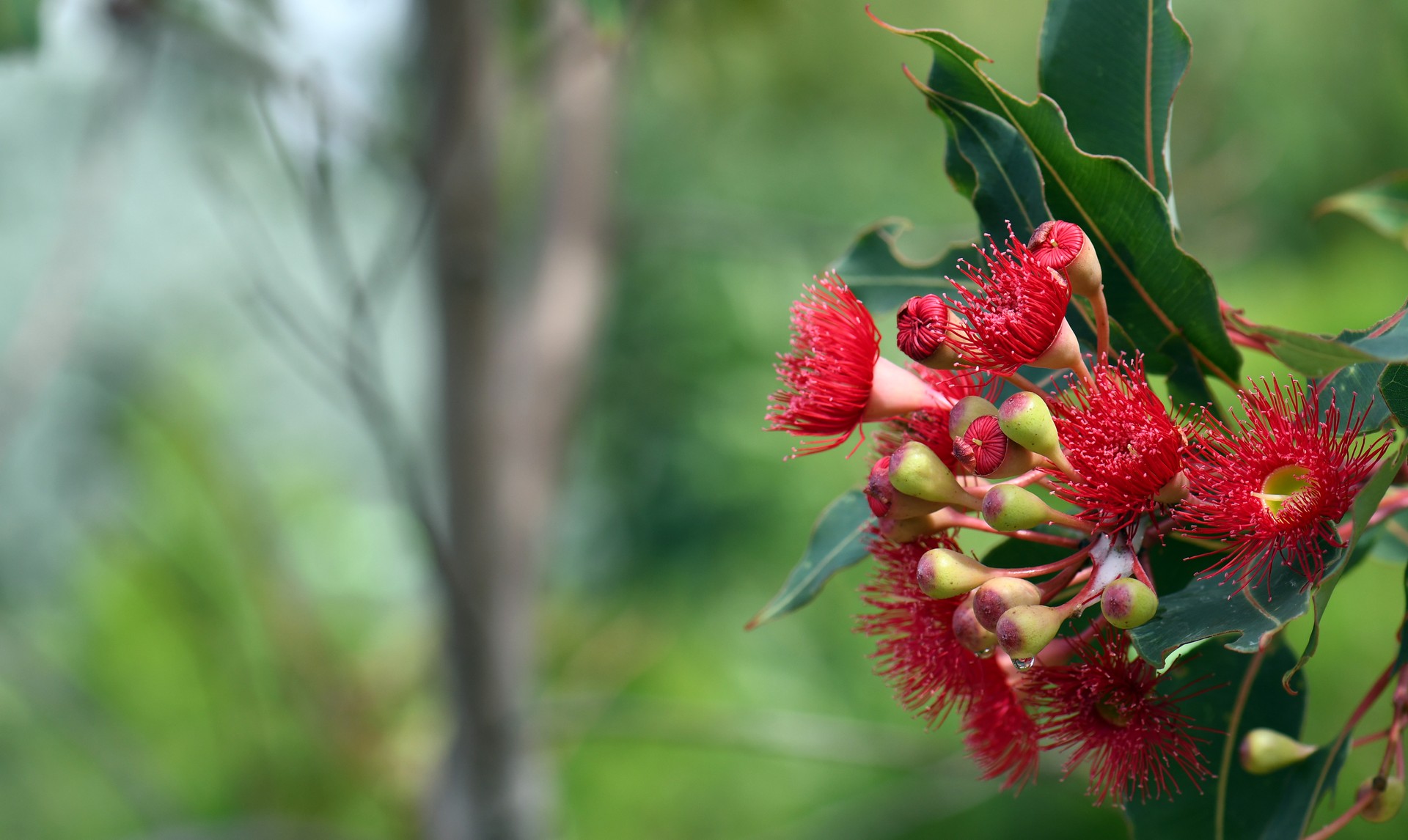 Red blossoms of the Australian native flowering gum tree Corymbia ficifolia Red blossoms of the Australian native flowering gum tree Corymbia ficifolia